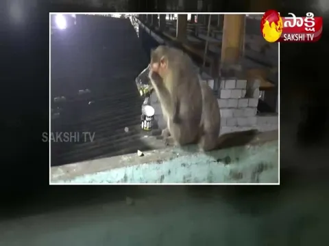 Viral Video: Monkey Drinking Alcohol At Wine Shop