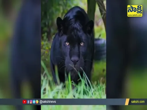 Viral Video: Black Panther Attack On Animal In Forest