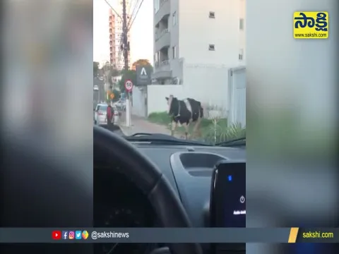 Viral Video: Cow Runs On Middle Road Knocks Down Motorcyclist