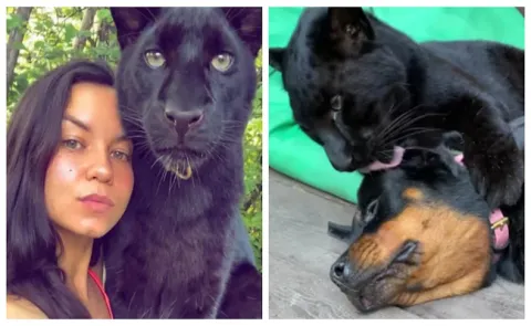 Abandoned Panther Grows Up With Hooman And Has A Doggo Bestie