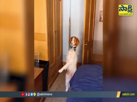 Viral Video: A Dog Lost Its Leg In Accident Has Learned How To Walk