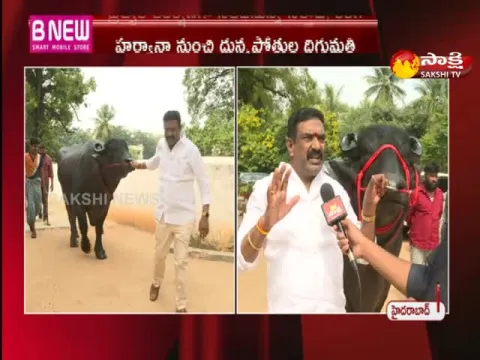 sadar festival celebrations in hyderabad