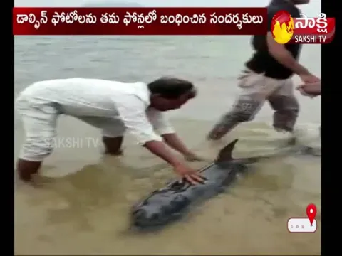 dolphin in vishakapatnam beach