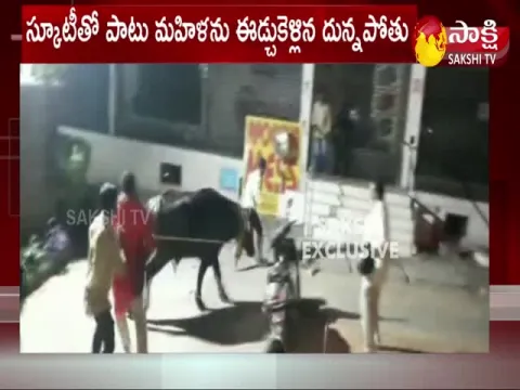 Khairatabad: Sadar Celebrations Male Buffalo Attacks Woman