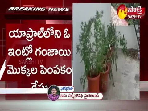 Ganja Cultivation In Flower pots At Yapral