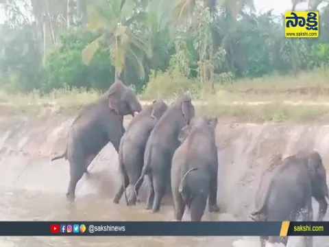 Viral Video: Elephants Rescued By Karnataka Forest Department