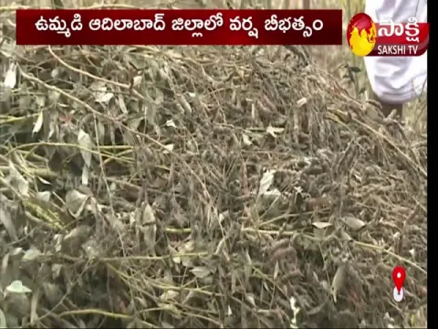Heavy Rain Lashes Out Adilabad District