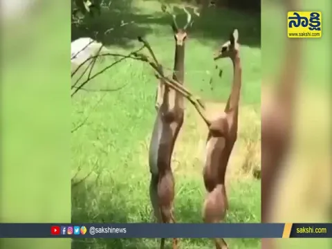 Female Gerenuk Twitter Video Gone Viral
