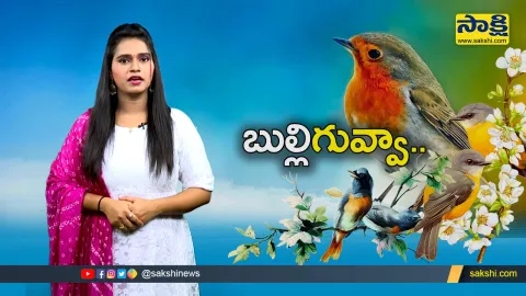 sakshi special video on national bird day