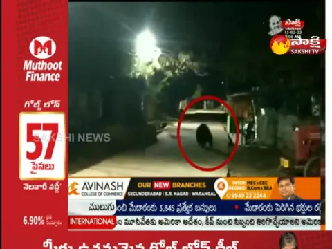 bear spotted in kurnool district