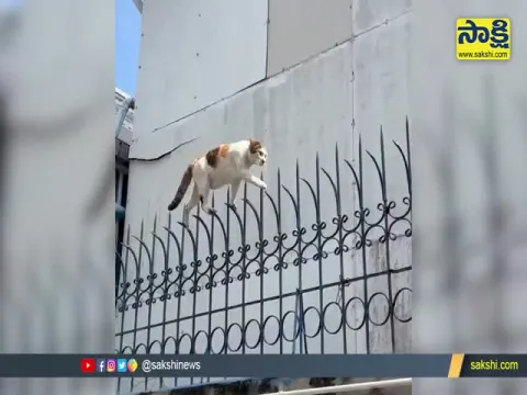 Cat Walk Video Gone Viral