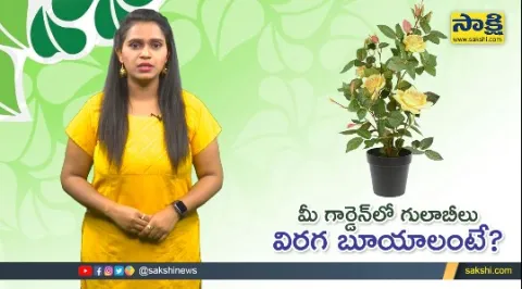 Sakshi Special Video On Rose Gardens