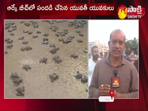 Olive Ridley Turtles In Visakhapatnam Beach