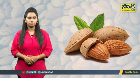 Sakshi Special Video On Health Benefits Of Almond 