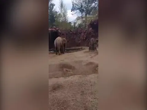 Viral Video: Elephant Alerting Zookeeper To Drowning Antelope By Trumpeting