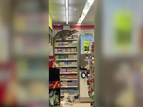 Viral Video: Giant Monitor Lizard Caused Chaos Inside A Thai Supermarket