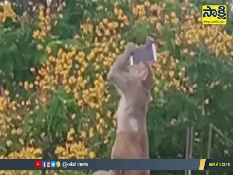 Monkey Selfie In Prakasam District 