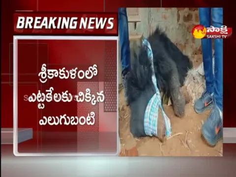 Srikakulam District: Rescue Team Finally Caught The Bear