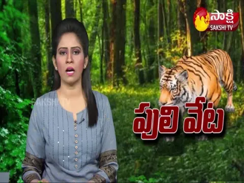 CC Camera Recorded Tiger Scenes 