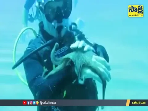 Viral Video: Scuba Diver Playing With Octopus Under Sea