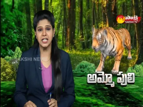 Tiger Hulchul In Anakapalle District