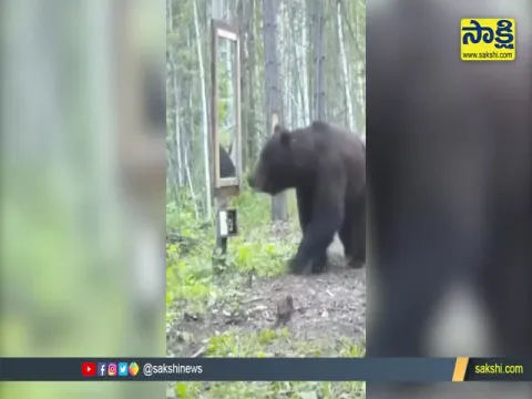 Viral Video: Bear Looked At Its Reflection In Mirror