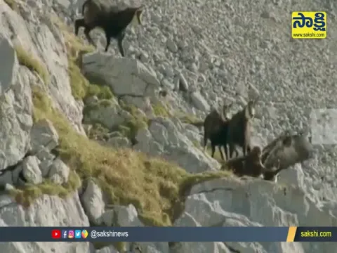 Viral Video: Mountain Goat Freeing Itself From Clutches Of Eagle