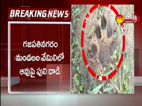 Vizianagaram District Peoples Is Haunted By Fear Of Tiger