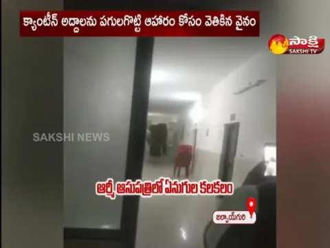 Elephants Hulchul In Army Hospital At West Bengal