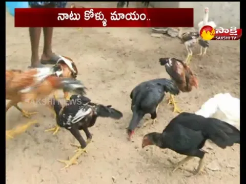 Natu Kollu Missing In Munugode