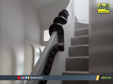 Huge Python Slithering Across Wall Horrifies Internet Video Gone Viral