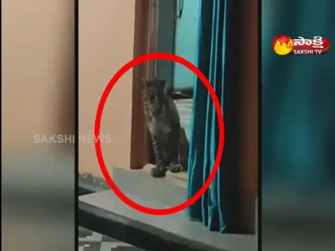 A leopard Entered In To The House