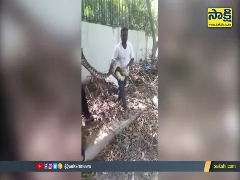Viral Video: 14 Feet Long Python Found Near Secunderabad
