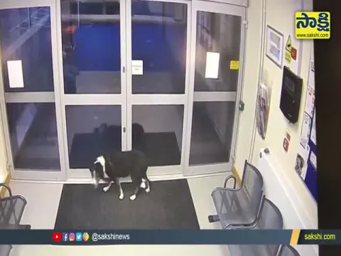 Dog Walking Inside Police Station Finds Its Owner Back