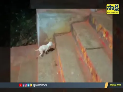 Viral Video: Small Dog Climbing Tirumala Hill