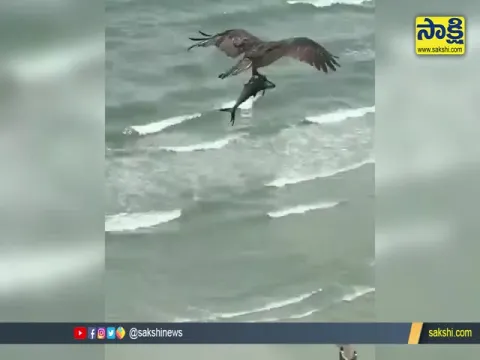 Eagle Attacks On Shark Video Gone Viral