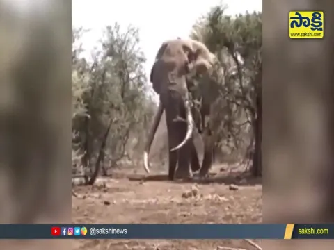 Massive 8,000 KG elephant in Tanzania Video Gone Viral