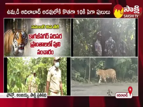 Tiger Tension In Adilabad District
