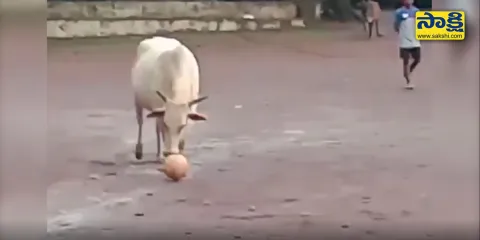 Viral Video: Cow Joins Football Match And Refuses To Give Up Ball