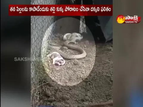 Viral Video : The Cobra Bites The Three Small Dogs