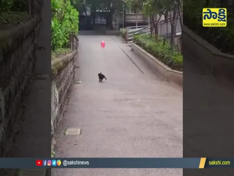 Viral Video : Dog Playing With Ballon