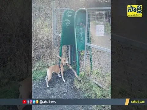 Viral Video : Dog Struggle To Take Stick