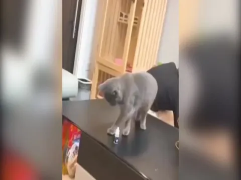 Cat Learning Valuable Life Lesson Video Gone Viral
