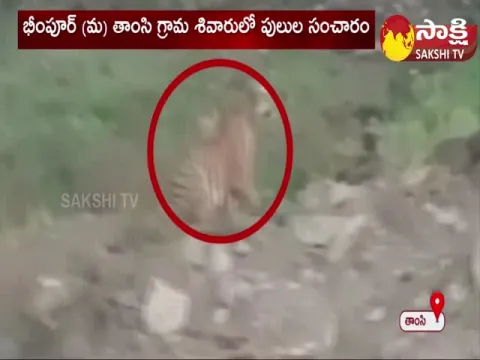 Tigers Hulchul In Adilabad Distict