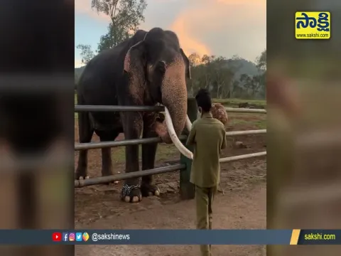 Elephants Enjoying Breakfast At Tamil Nadu Tiger Reserve