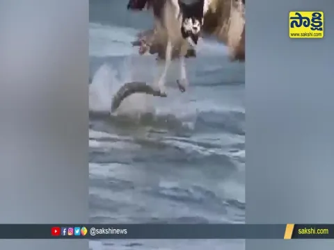 A Hawk Caught a Fish From The Sea