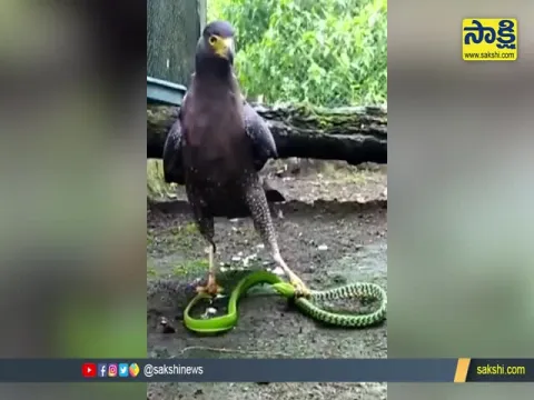 Viral Video : Bird vs Snake