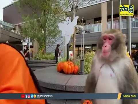 Monkey Attacked a Boy Video Goes Viral