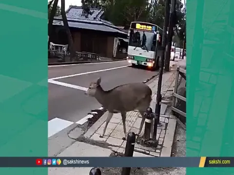 A Deer Follows The Rules Of The Road Video Goes Viral