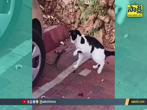 Rat and Cat Fight Video Goes Viral   